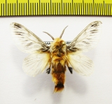 Lasiocampidae sp.  Bolivia - INSECTS-STORE.RU