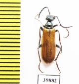 Lytta clematidis  Kazakhstan - INSECTS-STORE.RU