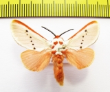 Erebidae sp.?  Honduras - INSECTS-STORE.RU