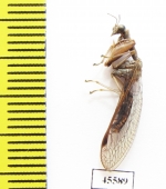 Mantispidae sp.  South Africa Rep. - INSECTS-STORE.RU