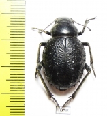 Pimelia confusa  Tunis - INSECTS-STORE.RU