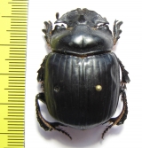 Synapsis yunnanus  China, Yunnan prov. - INSECTS-STORE.RU