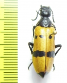 Meloidae sp.  Iran, Hormozgan prov. - INSECTS-STORE.RU