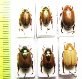 Rutelinae sp.  Malaysia - INSECTS-STORE.RU
