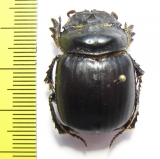 Synapsis davidis  China, Shaanxi prov. - INSECTS-STORE.RU