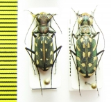Lophyra multiguttata, pair  India/Nepal - INSECTS-STORE.RU