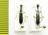 Neocollyris sp.  India - INSECTS-STORE.RU