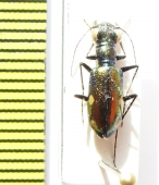 Prothyma sp.  India, Meghalaya - INSECTS-STORE.RU