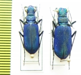 Calochroa bicolor  Nepal - INSECTS-STORE.RU