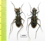 Calomera decemguttata, pair  Indonesia, Bacan isl. - INSECTS-STORE.RU