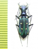 Thopeutica hirofumii  Indonesia, Sulawesi - INSECTS-STORE.RU