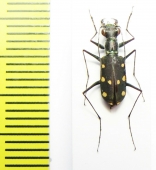 Thopeutica stenodera  Indonesia, Sulawesi - INSECTS-STORE.RU