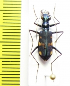 Thopeutica toraja  Indonesia, Sulawesi - INSECTS-STORE.RU