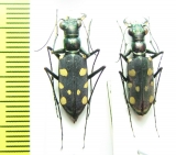 Thopeutica triangulomicans, pair  Indonesia, Sulawesi - INSECTS-STORE.RU