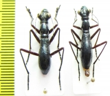 Tricondyla sp., pair  Indonesia, Papua - INSECTS-STORE.RU