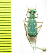 Myriochila sp. Zimbabwe - INSECTS-STORE.RU