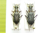 Odontocheila sp., pair  Peru - INSECTS-STORE.RU