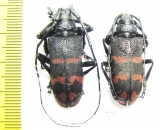 Ceroplesis militaris, pair  Zambia - INSECTS-STORE.RU