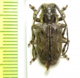 Coptops aedificator  Cameroon - INSECTS-STORE.RU