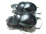 Catharsius sp., pair  South Africa Rep. - INSECTS-STORE.RU