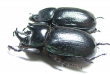 Dynastinae sp., pair  South Africa Rep. - INSECTS-STORE.RU