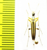 Cephaloon pallens  Japan - INSECTS-STORE.RU