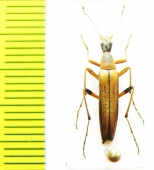 Cephaloon pallens  Russia, Far East - INSECTS-STORE.RU