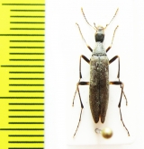 Cephaloon pallens  Russia, Far East - INSECTS-STORE.RU