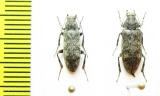 Stenotrachelidae, Scotodes annulatus, pair  Russia, Far East - INSECTS-STORE.RU