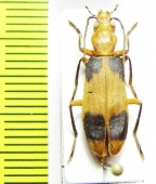 Oedemeridae sp.  South Africa Rep. - INSECTS-STORE.RU