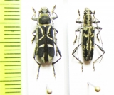 Prothema leucaspis, Polyphida lumawigi  Philippines - INSECTS-STORE.RU