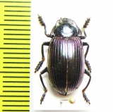 Tenebrionidae sp.  Thailand - INSECTS-STORE.RU