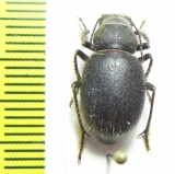 Idiesa fischeri  Uzbekistan - INSECTS-STORE.RU