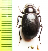 Urielina nitida  Uzbekistan - INSECTS-STORE.RU