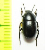 Microplatyscelis seriepunctata  Tajikistan - INSECTS-STORE.RU