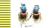 Chrysididae sp.  Russia, Moscow reg. - INSECTS-STORE.RU