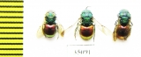Chrysididae sp.  Russia, Tver reg. - INSECTS-STORE.RU
