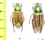 Glaphyrus viridicollis, pair  Tunis - INSECTS-STORE.RU