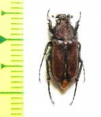 Pygopleurus anemonius  Greece - INSECTS-STORE.RU