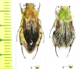 Pygopleurus apicalis, pair  Greece - INSECTS-STORE.RU