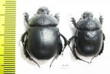 Enoplotrupes sinensis, female  China - INSECTS-STORE.RU