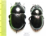 Geotrupes impressus  Kazakhstan - INSECTS-STORE.RU