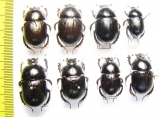 Geotrupes jakovlevi, baicalicus, impressus, spiniger - INSECTS-STORE.RU