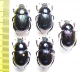 Geotrupes koltzei  Korea - INSECTS-STORE.RU