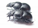 Lethrus bajsuntavicus, pair  Uzbekistan - INSECTS-STORE.RU