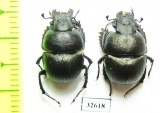 Lethrus bituberculatus impressifrons, pair  Kazakhstan - INSECTS-STORE.RU