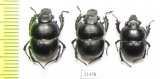 Lethrus bituberculatus impressifrons  Kazakhstan - INSECTS-STORE.RU