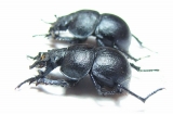 Lethrus borealis, pair  Kazakhstan - INSECTS-STORE.RU