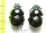 Lethrus shakhristanicus, pair  Kirgizstan - INSECTS-STORE.RU