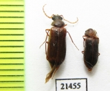 Anobiidae sp.  Kazakhstan - INSECTS-STORE.RU